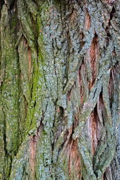 Tree bark texture with green moss Foto stock