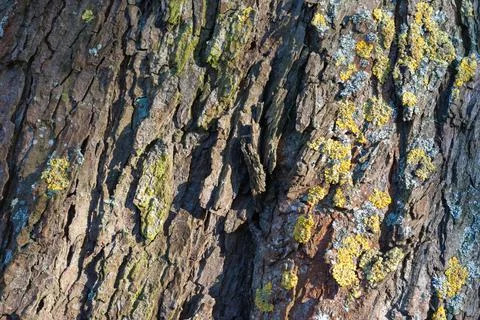 Tree bark texture with green moss natural background Stock Photos