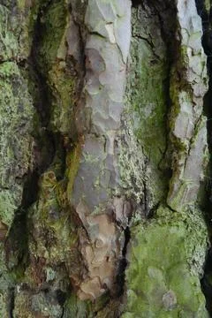 Tree Bark Texture with Green Moss Organic Natural Pattern Vertical Backgrou.. Stock Photos