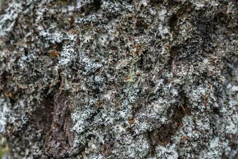Tree bark texture with grey lichen Stock Photos