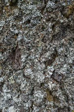Tree bark texture with grey lichen Stock Photos