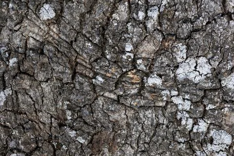 Tree bark texture with grey lichen growing on surface Stock-Fotos
