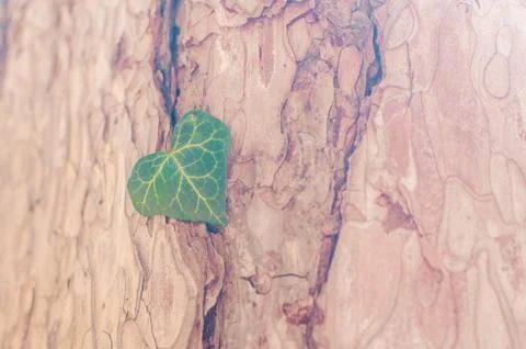 Tree bark texture. Heart shaped green petal. Stock Photos