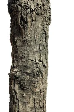 Tree bark texture isolated on white background with clipping path. Photos