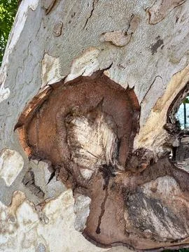 Tree bark texture with knots Stock Photos