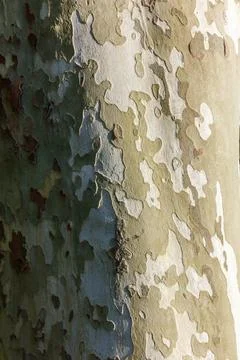Tree bark texture with layered, peeling color patches Stock Photos