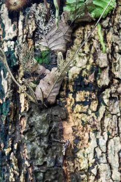 Tree bark texture with leaf die Stock Photos