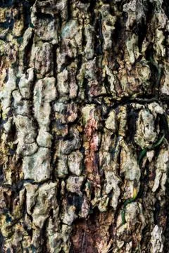 Tree bark texture with leaf die Stock Photos