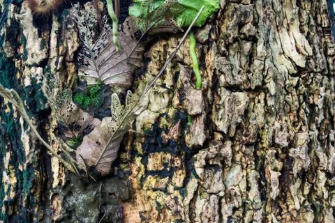 Tree bark texture with leaf die Stock Photos
