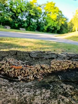 Tree bark texture with lichen and moss 库存照片