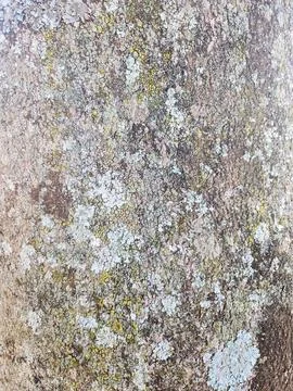 Tree Bark Texture with Lichens Stock Photos
