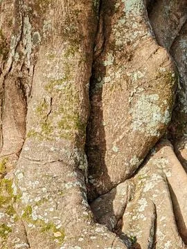 Tree Bark Texture with Lichens Stock Photos