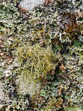 Tree Bark Texture with Lichens 写真素材
