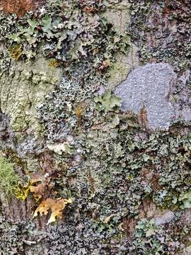 Tree Bark Texture with Lichens Stock Photos