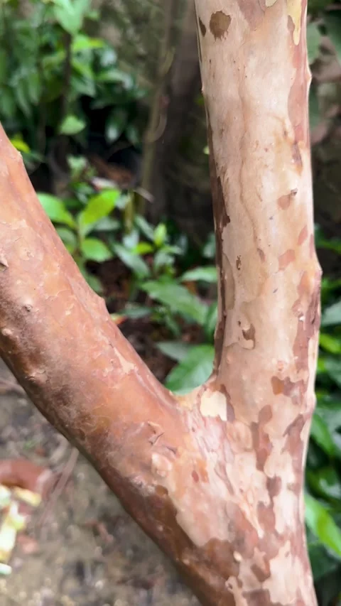 Tree Bark Texture Looping Animation, Showcasing Natural Patterns and Subtle Stock Footage 344883944