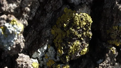 Tree bark texture macro. 4K Macro Close up Stock Footage 154763131