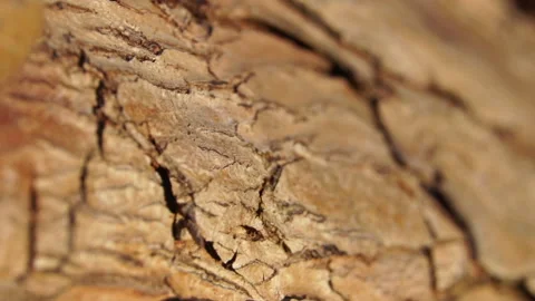Tree bark texture macro. 4K Macro Close up Stock Footage 155332250