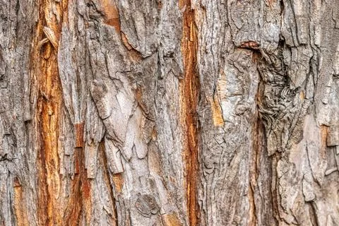 Tree bark texture macro close up shot wallpaper Foto stock