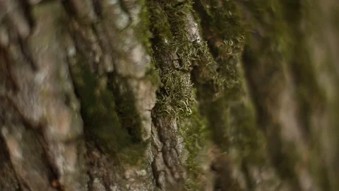 Tree bark texture macro Stock Footage 75046862