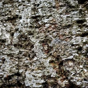 Tree Bark Texture Macro Natural Background Stock Photos