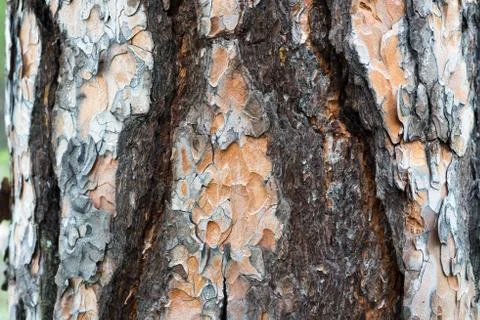 Tree bark texture macro Stock Photos