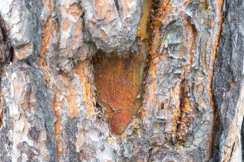 Tree bark texture macro Stock Photos