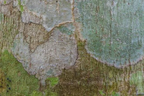Tree bark texture with moss and  lichen Stock Photos