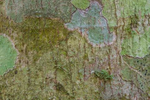 Tree bark texture with moss and  lichen Stock Photos