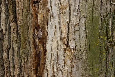 Tree bark texture with moss and natural cracks Stock Photos