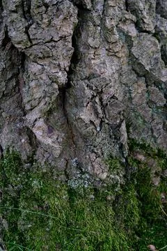 Tree Bark Texture with Moss and Lichen Background Stock Photos