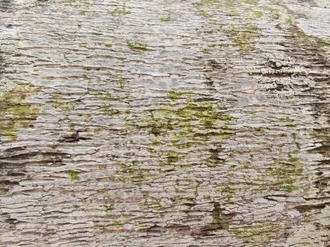 Tree Bark Texture with Moss and Lichen Stock Photos