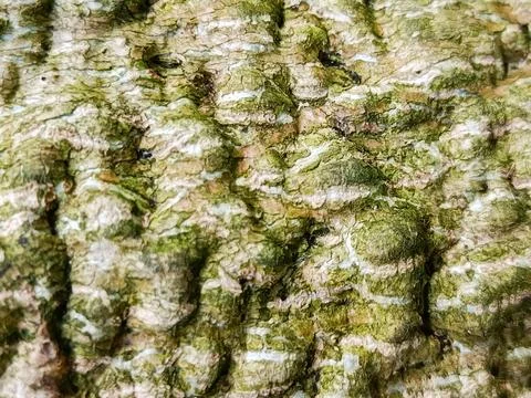 Tree Bark Texture with Moss and Natural Rough Surface Stock Photos
