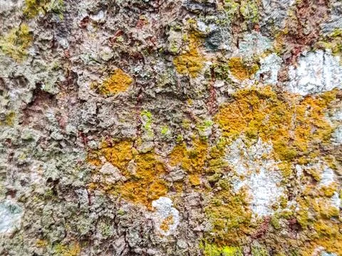 Tree Bark Texture with Moss and Lichen Stock Photos