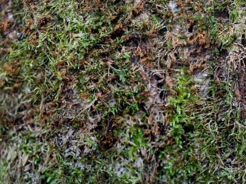 Tree Bark Texture with Moss and Lichen Patterns 写真素材