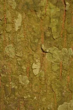 Tree bark texture with moss and cracks 스톡 사진