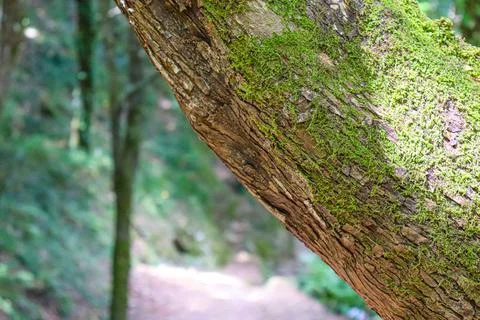 Tree bark texture with moss close up Stock Photos