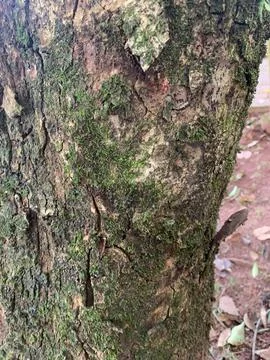 Tree bark texture with moss Stock Photos