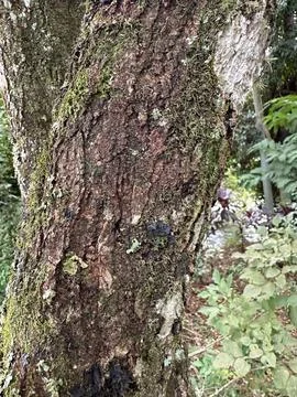 Tree Bark Texture with Moss Stock Photos