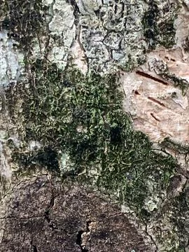 Tree Bark Texture with Moss Stock Photos