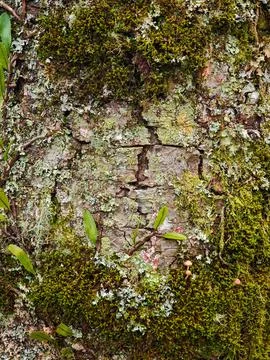 Tree Bark Texture with Moss Stock Photos