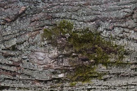 Tree Bark Texture with Moss Stock Photos