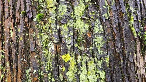 Tree bark texture with moss in spring snow - natural forest background detail Stock Footage 332762181