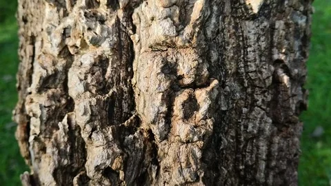 Tree bark texture. natural background. effect texture Stock Footage 308991597