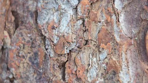Tree bark texture for natural background Stock Photos