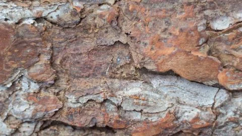 Tree bark texture for natural background Stock Photos
