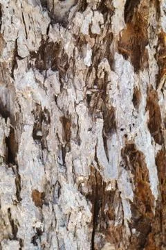 Tree bark texture, natural background Stock Photos