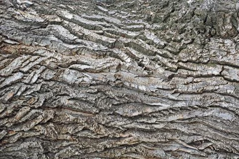 Tree bark texture. natural background Stock Photos