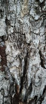 Tree bark texture natural background Foto stock