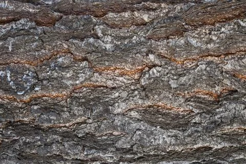 Tree Bark Texture Natural Background Stock Photos