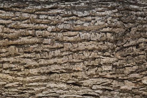 Tree Bark Texture Natural Background Stock Photos